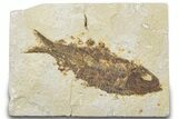 Bargain, Fossil Fish (Knightia) - Wyoming #307159-1